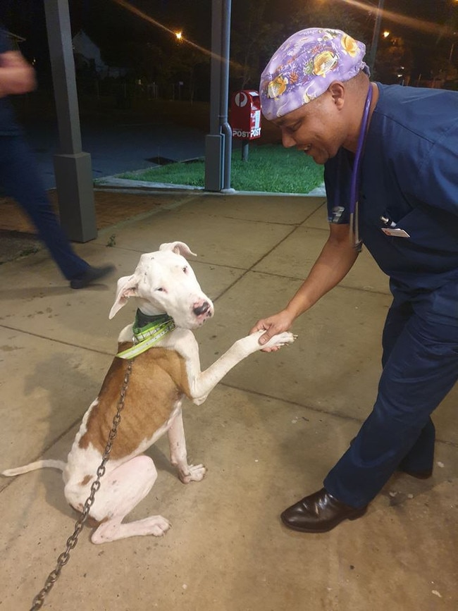 Chinchilla dog, Duke, receives care at a vet after being surrendered to volunteers with Gold Coast rescue group Kitt Kat Care. Picture: Kitt Kat Care/Facebook.