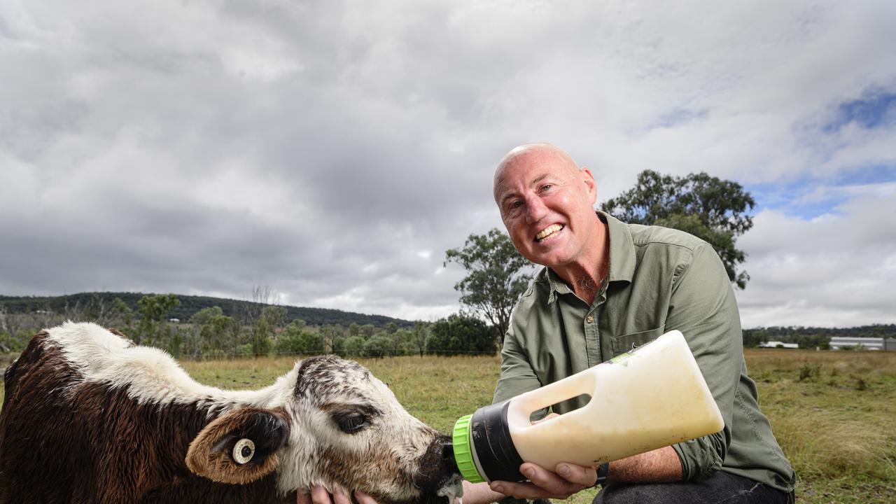 Traumatic brain injury survivor Jason Driscoll of Stones Throw Away feeding calves on his property near Pittsworth, Saturday, March 29, 2025. Picture: Kevin Farmer