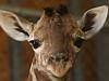 Why Facebook is turning your mates into giraffes