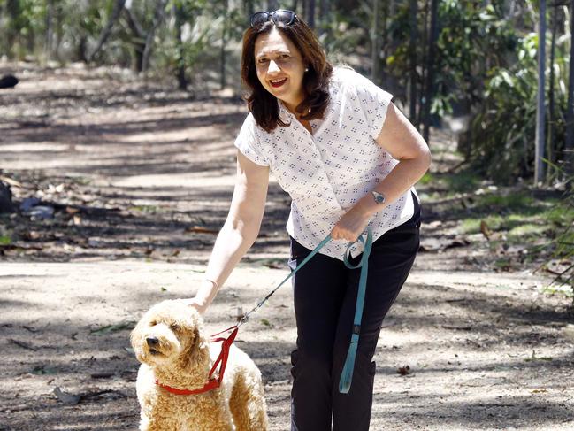 BRISBANE, AUSTRALIA - NewsWire Photos November 1, 2020: Queensland Premier Annastacia Palaszczuk was seen walking her dog Winton in Brisbane on the morning after the state election. Picture: NCA NewsWire/Tertius Pickard