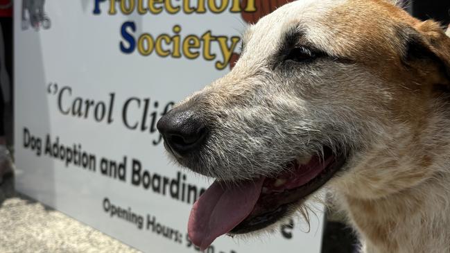 Wolfhound x Debbie is seeking a new family and is up for adoption at the YAPS Smithfield facility. Photo: Dylan Nicholson