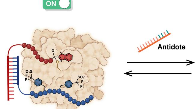 The image illustrates the combined action of two peptide molecules co-operating. Picture: Millicent Dockerill and Nicolas Winssinger/University of Geneva