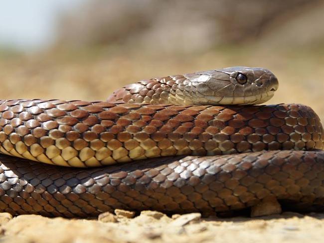 This Eastern Brown snake was found in Werribee by snake catcher Adam Sapiano. Yes, it can kill you.