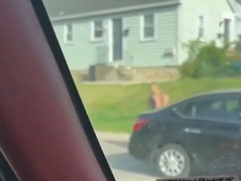 The footage shows a woman hop out of her vehicle, storm over to the other car, pull down her pants and squat on the grill of the other car. Picture: NBC 10