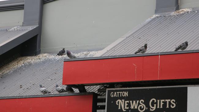 CRAP TENANTS: Nesting pigeons on the Supa IGA building, Railway St, Gatton. Picture: Dominic Elsome