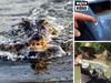 ‘Head size of a wheelbarrow’: 5m croc attacks fisho on 4.2m tinny