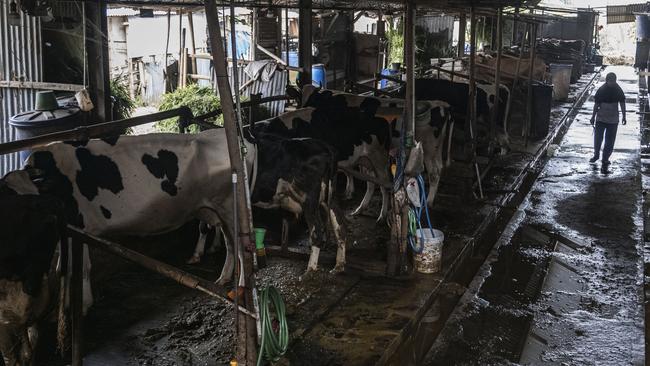 A cattle farm in Indonesia that has been infected with foot and mouth disease. Picture: Getty Images