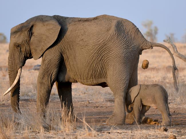 An elephant pooing on its baby in Kruger Park, South Africa. Picture: Caters