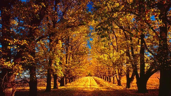 A stunning scene from Armidale in Autumn. Picture: Armidale Tourism