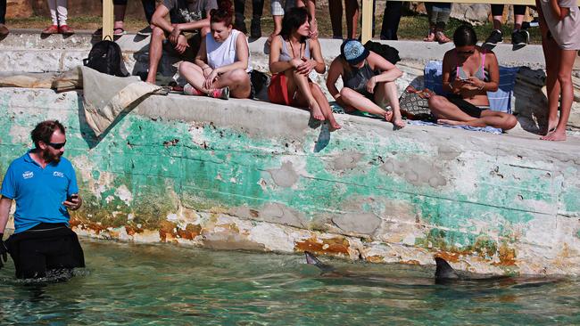 Staff from the Manly Sealife Santuary stepped in to monitor the shark. Picture: Adam Yip/ Manly Daily