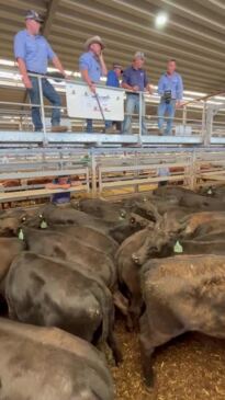 Steers to 461c/kg at Wodonga cattle sale