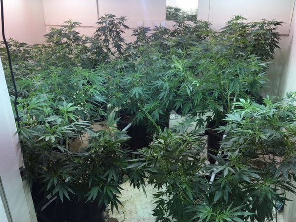 Police will continue their investigation after 530 cannabis plants were located inside a hydroponic house in Sydney’s wes