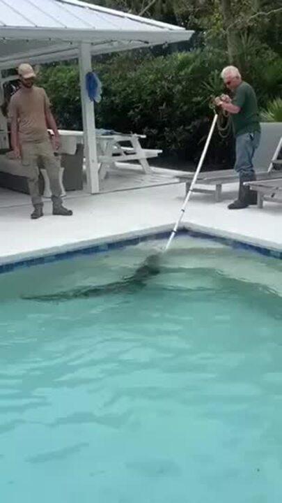 7-Foot Alligator Puts Up a Fight as its Wrangled From Backyard Pool