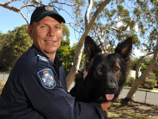 Police dog DJ attacked by two dogs on drug raid | The Courier Mail