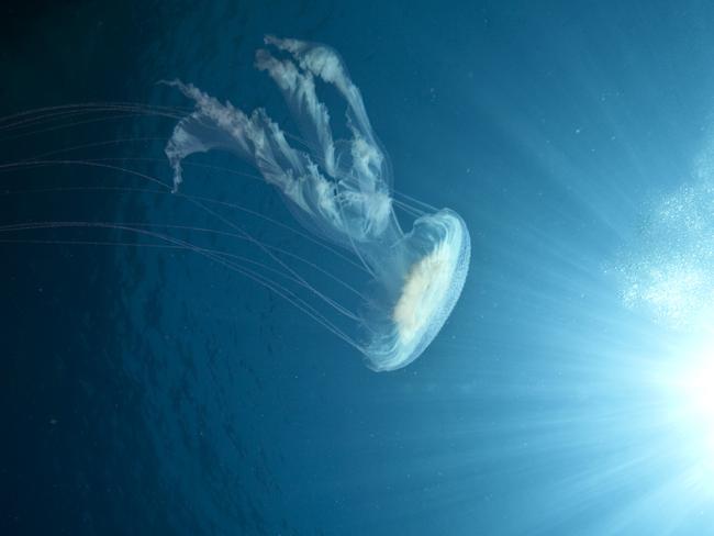 An actual jellyfish in the ocean doesn’t look too different from the image captured.