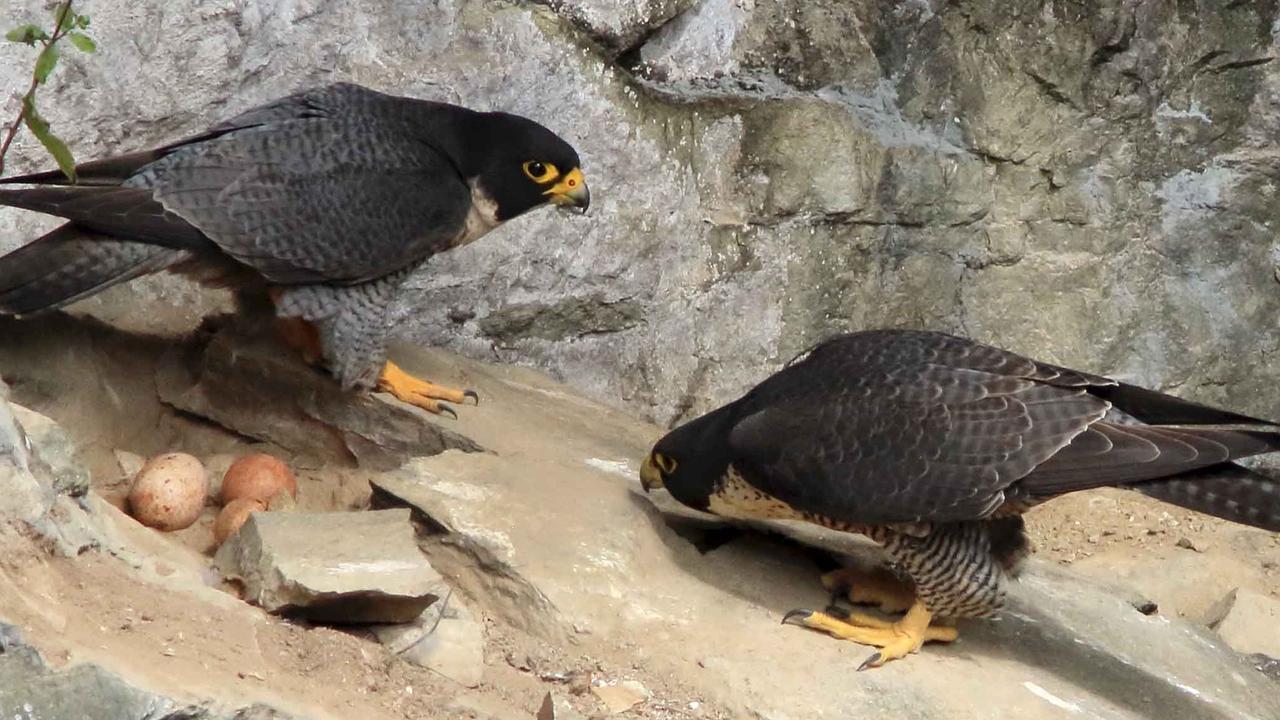 Peregrine Falcons At Hypipamee Crater Fledglings Fight For Survival Herald Sun