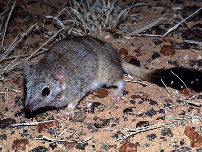 The kowari (Dasycercus byrnei) is identified by its distinctive bushy black tail. Picture: P. Canty