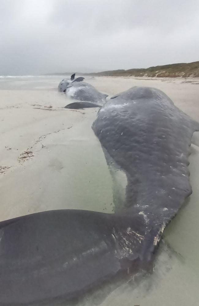 Samples will be collected from the bodies of five sperm whales that beached on Flinders Island on October 6 2024. Picture: Department of Natural Resources and Environment Tasmania