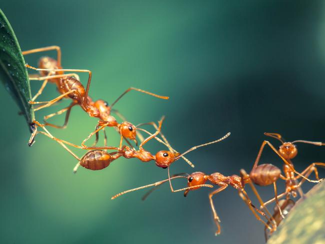 Ant bridge unity. Ants. Generic. Pests. iStock.