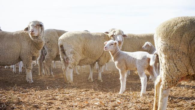 Jeparit farmer Wes Preston‘s White Suffolk/Merino flock.