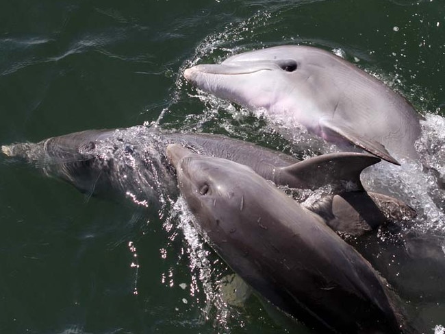 Port River’s ‘most friendly’ dolphin found dead