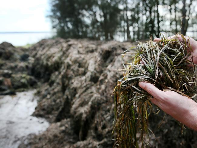 Local development has been an issue for the water quality of Tuggerah Lakes. Picture: Sue Graham