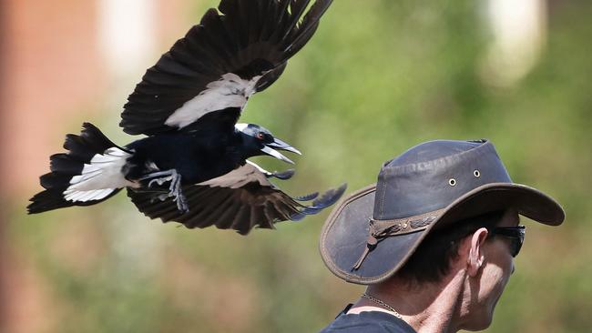 Animal Rescuer Nigel Williamson under attack as he traps a swooping magpie to be relocated.