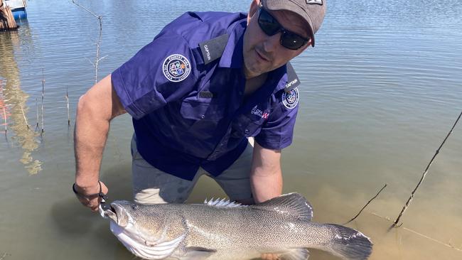 Jesse Speed of the Country Fire Authority with a 108cm Murray Cod caught on the opening day of Dunyak Moira. Picture: Supplied