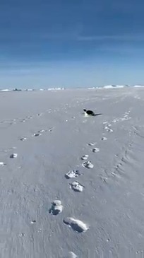 'Keep Up Buddy!': Emperor Penguin Slides Alongside Expeditioners in Antarctica