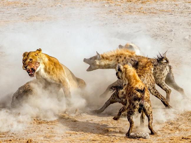 I Am Angry ... We arrived at one of the watering holes in Etosha National Park in the late evening. Four Lions were devouring a large kudu that they killed. A pack of hyenas appeared from the bush nearby attracted by the smell of blood and food for them. What ensued was a fight for the dead kudu between 4 female lions and 16 hyenas. Needless to say, in the end the hyenas won and got the prized kudu. Picture: NingYu Pao/2016 National Geographic Nature Photographer of the Year