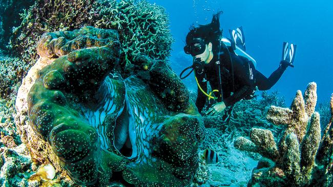 Clam Gardens on the Great Barrier Reef. Picture: Howard Womersley