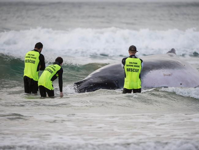 The cold task of keeping the humpback stable and moist.