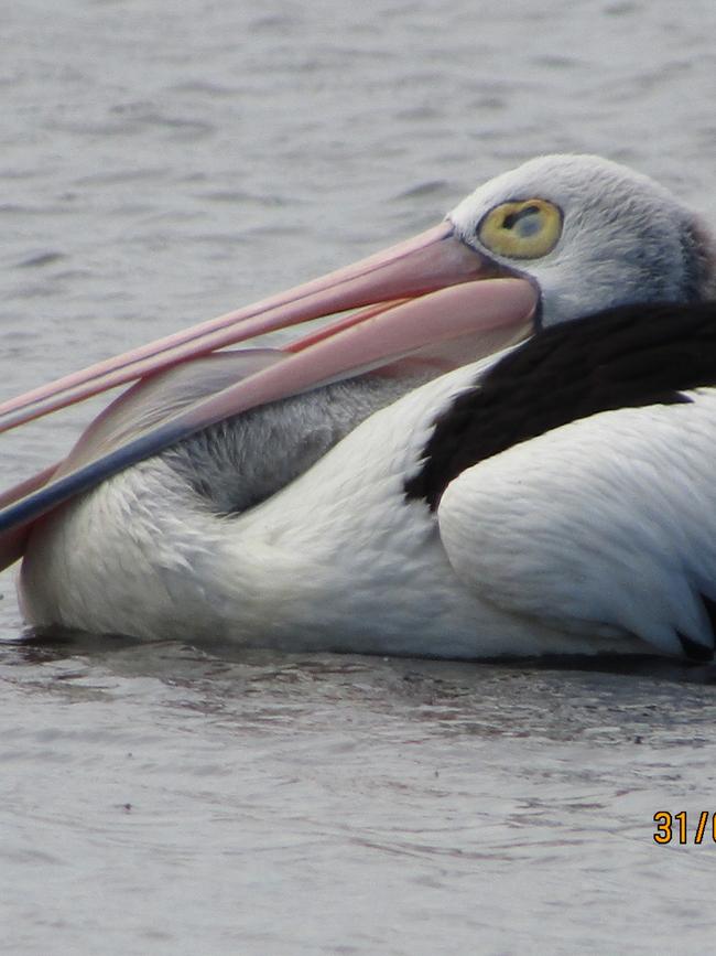 Another pelican affected by blue-green algae toxins.