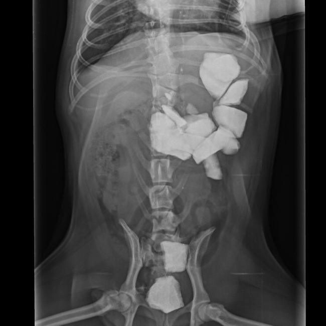 An X-ray revealing rocks recovered by AHVEC staff from the stomach of a curious Pug. Source: SUPPLIED.