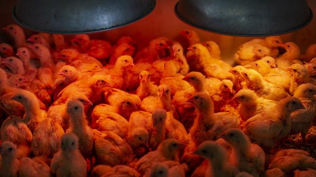 Baby chicks under heat lamps. Picture: Zoe Phillips