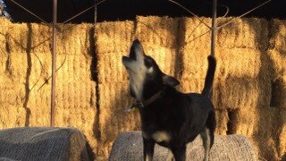 Nellie the 10 year-old Kelpie loves the farm life, especially when she gets to go swimming. Picture: Julie Nixon