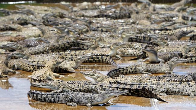 Exposed: Crocodiles and Alligators Factory-Farmed for Hermes 'Luxury' Goods