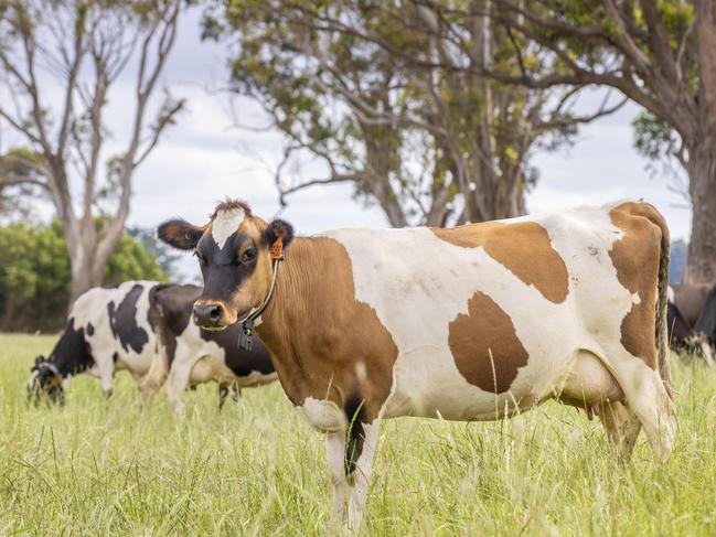DAIRY: Ryan and Alysha Conlan at ElingamiteNew dairy farmers Ryan and Alysha Conlan on their farm at Elingamite.PICTURED: Generic farm. Dairy. Dairy farm. Cows. Milk. Stock Photo.Picture: Zoe Phillips