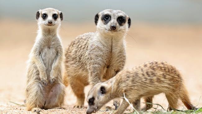 Meerkats are a special feature at the Darling Downs Zoo. Picture: Tara Croser.