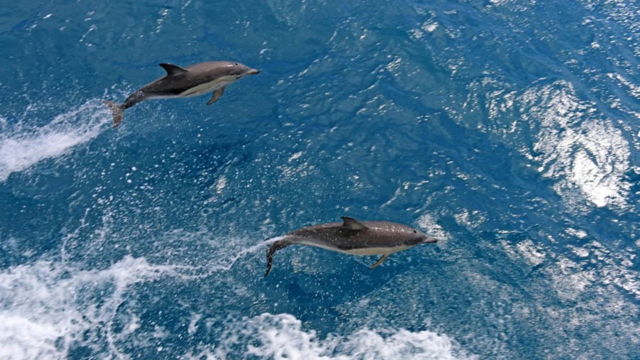 Watch dolphins and whales frolicking in the water. Image: Backpacker Deals.