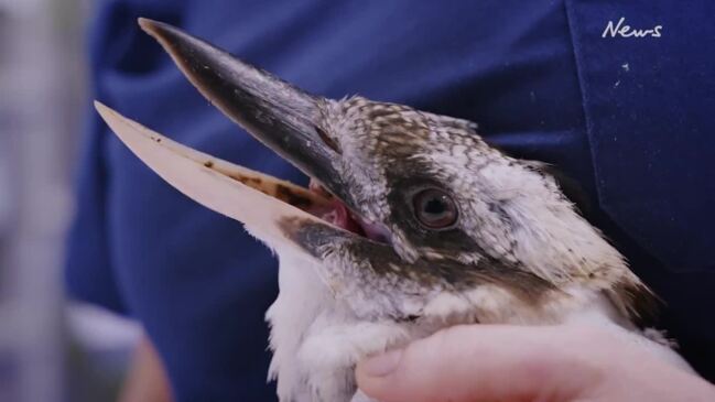 SBS series Wildlife ER is a close look at RSPCA Wildlife Hospital