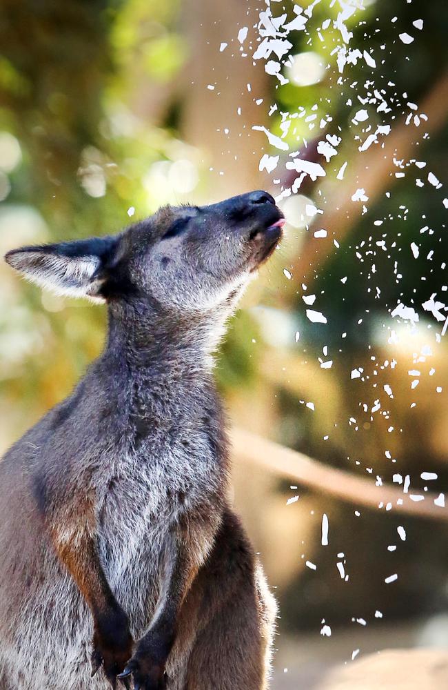 To mark the first day of winter at Wild Life Sydney Zoo at Darling Harbour, keepers introduced their kangaroos to snow for first time. Picture: Richard Dobson