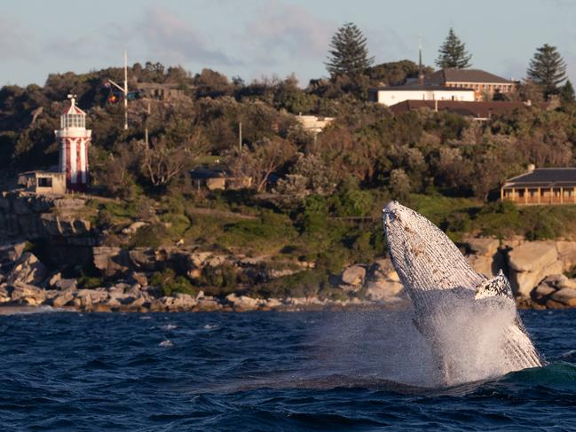 The Hornby lighthouse could provide exhibition-goes with a whale of a time. Picture: John Goodridge