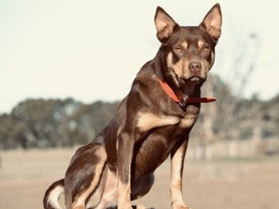 Hoover sold for $35,200 at the Casterton Working Dog auction.