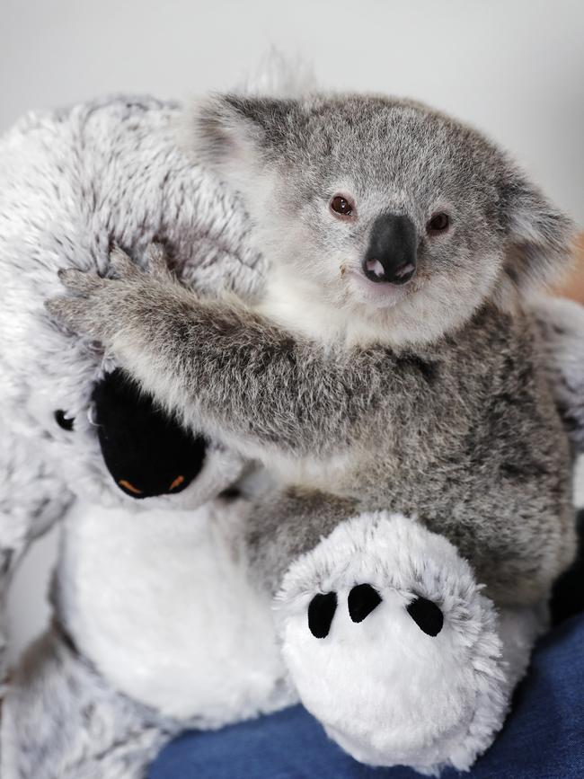 Baby koala Poppy was rescued and is being looked after by WIRES. Picture: Sam Ruttyn