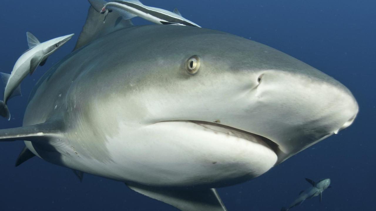 Moreton Bay shark: Bull sharks circle boat | The Courier Mail