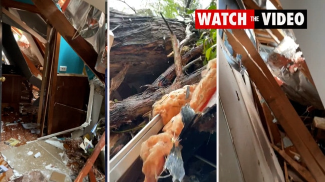 Cockatoo family's lucky escape as tree crushes home