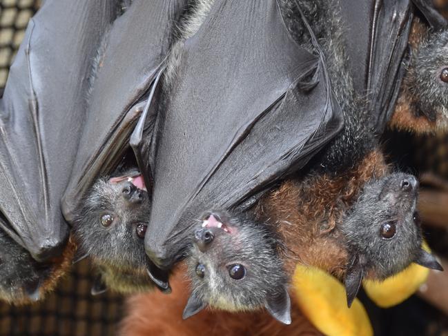 Bats starving, falling in Geelong’s Eastern Park