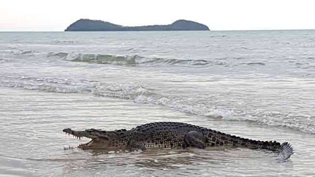 QLD trail will determine if drones will be deployed to spot crocs in ...