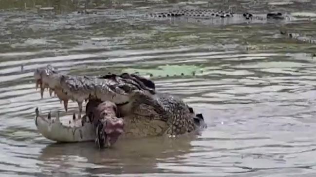 Surf Life Saving Queensland boss says swimmers not safe from crocodile attack | The Courier Mail